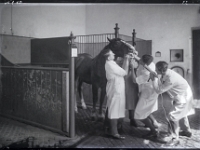Glasdia  BER3413 260914 Kopie  TierÃ¤rzte setzen eine Sonde beim Pferd, Reproduktion eines SW- Glasdias aus dem Historischen Archiv der Vetmeduni Vienna, Datierung unbekannt,