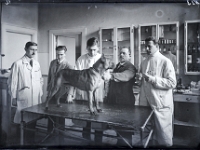 Glasdia  BER3430 260914 Kopie  Hund steht auf Untersuchungstisch und wird von TierÃ¤rzten klinisch untersucht, Reproduktion eines SW- Glasdias aus dem Historischen Archiv der Vetmeduni Vienna, Datierung unbekannt,