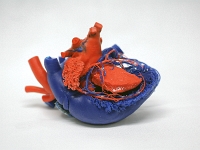 DSCF0990 Kopie  Motivbild aus der Anatomie Präparat, Plastinat, Herz
