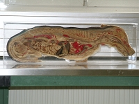 DSCF1004 Kopie  Motivbild aus der Anatomie Präparat, Plastinat Beagle, Hund