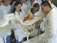 anatomie probst Kopie  Ao.Univ.Prof. Dr. Alexander Probst mit einer Gruppe Studierender an einem Tierskelett.