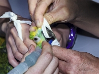 Rocco  Vorbereitung zur Endoskopie der SchnabelhÃ¶hle bei einer Blaustirnamazone mit Verdacht auf ein Plattenepithelkarzinom (unter InhalationsanÃ¤sthesie), der Vogel wird gerade intubiert