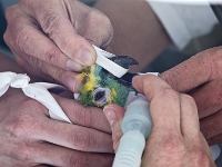 Rocco  Vorbereitung zur Endoskopie der SchnabelhÃ¶hle bei einer Blaustirnamazone mit Verdacht auf ein Plattenepithelkarzinom (unter InhalationsanÃ¤sthesie), der Vogel wird gerade intubiert