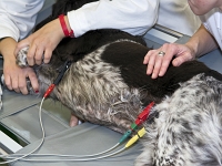 Interne Kleintier BER 0926 150114 Kopie 2  Hund beim Herzultraschall, untersucht von Mato Markovic