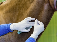 Pferdeklinik BER 0773 160114 1 Kopie  TierÃ¤rztin gibt einem Pferd eine iv. Injektion (gestellt)