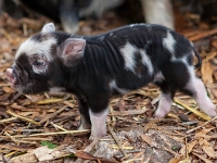 Jane Goodall Haidlhof 01 10 2014 131  Ferkel der Kune-Kune Schweine, aufgenommen am 1. Oktober 2014 in der Forschungsstation Haidlhof in Bad Vöslau (NÖ).