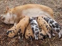 Jane Goodall Haidlhof 01 10 2014 132  Ferkel und Muttersau der Kune-Kune Schweine, aufgenommen am 1. Oktober 2014 in der Forschungsstation Haidlhof in Bad Vöslau (NÖ).